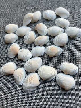 Natural Genuine White Sea Shells Decorative Crafting DIY New